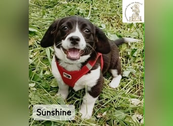 Sunshine – ein kleines Lächeln auf vier Pfoten!