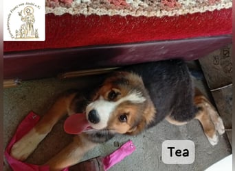 Tea – zu jung, um die Welt allein zu erobern!