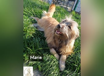 Marie – zu süß für diese Welt, aber kein bisschen aus Zucker!