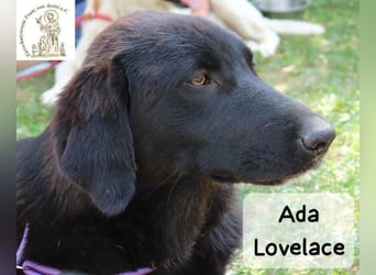 Ada Lovelace – sucht ihre Menschen für ein ganzes Hundeleben!