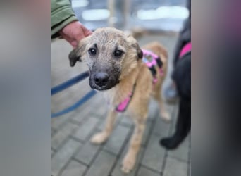 Zlatko – wo aus einem Welpen Familie wird!