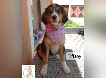 Tiffany – Man ist nie zu klein, um für jemanden die ganze Welt zu sein!