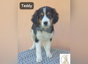 Teddy – talentiert in Kuscheln, Spielen und Unsinn machen!