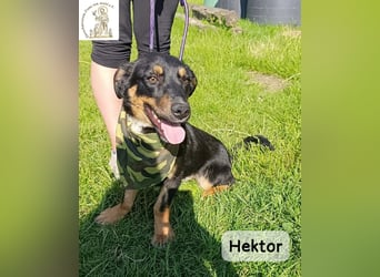 Hektor – mittendrin statt brav daneben!
