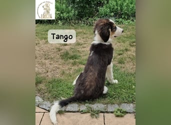 Tango – große Pfoten, großes Herz und viel Potenzial!