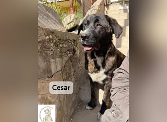 Cesar – ein großer Junge mit Honig im Herzen!