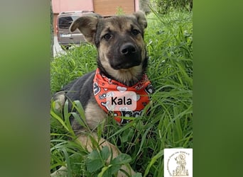 Kala – Das Leben klopft an. Wer macht die Tür auf!