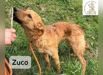 Zuco – jung, klug, charmant – und ziemlich bereit fürs Zuhause!
