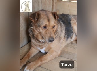 Tarzo – ein Herz voller Jahre, das Ruhe verdient!
