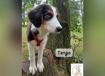 Tango – große Pfoten, großes Herz und viel Potenzial!