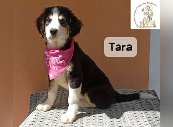 Tara – jemanden zum Bleiben finden, das wäre schön!