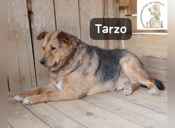 Tarzo – ein Herz voller Jahre, das Ruhe verdient!