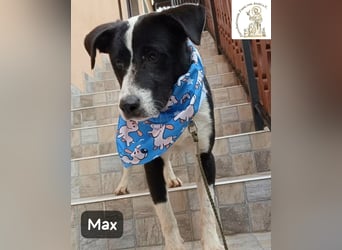 Max – seine zweite Chance auf ein wundervolles Leben!