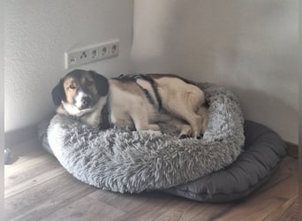 Ike – nicht nur optisch was ganz Besonderes!