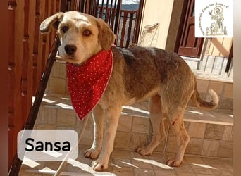 Sansa – der Neuanfang steht ihr einfach gut!