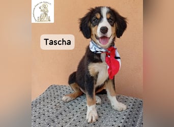 Tascha – heute wäre ein guter Tag, um ein Zuhause zu finden!