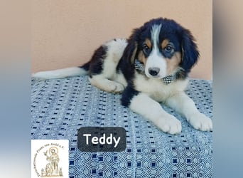 Teddy – talentiert in Kuscheln, Spielen und Unsinn machen!