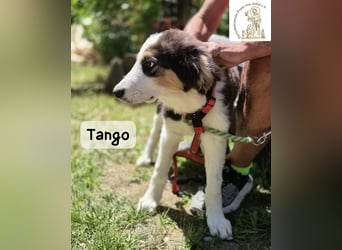 Tango – große Pfoten, großes Herz und viel Potenzial!