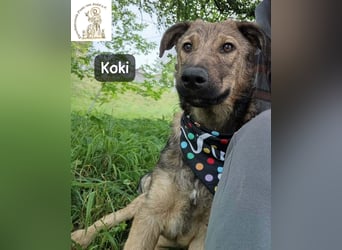 Koki – Wer Abenteuer sucht, sollte jetzt weiterlesen!