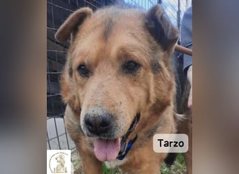 Tarzo – Ein Herz voller Jahre, das Ruhe verdient!