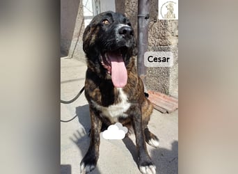 Cesar – ein großer Junge mit Honig im Herzen!