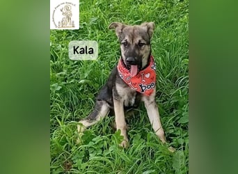 Kala – Das Leben klopft an. Wer macht die Tür auf!