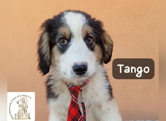 Tango – die Welt ist groß – aber ein Zuhause ist das Größte!