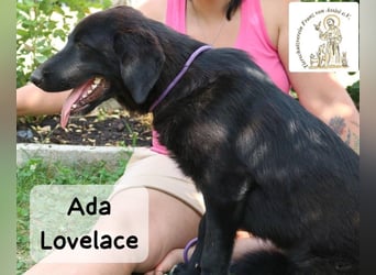Ada Lovelace – sucht ihre Menschen für ein ganzes Hundeleben!