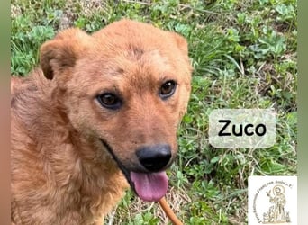 Zuco – jung, klug, charmant – und ziemlich bereit fürs Zuhause!