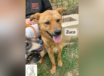 Zuco – jung, klug, charmant – und ziemlich bereit fürs Zuhause!