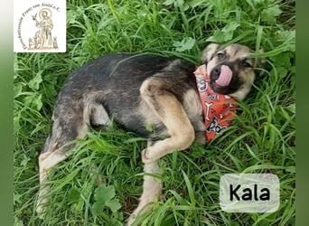Kala – Das Leben klopft an. Wer macht die Tür auf!
