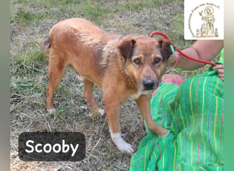 Scooby – kein Jungspund mehr, aber längst nicht fertig mit dem Leben!