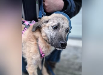 Zlatko – wo aus einem Welpen Familie wird!