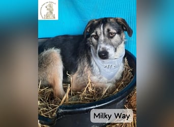 Milky Way – nicht laut, aber genau richtig!