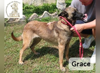 Grace – Köpfchen, Power und definitiv Pfeffer im Hintern!