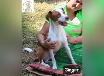 Ginger – bereit für alles, was das Leben zu bieten hat!
