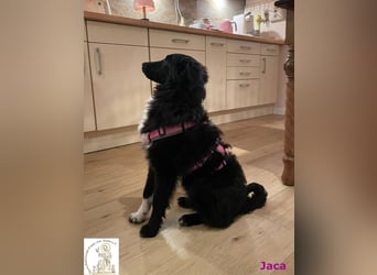 Jaca – unsere Herzensbrecherin♥️