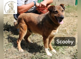 Scooby – kein Jungspund mehr, aber längst nicht fertig mit dem Leben!