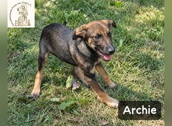 Archie – kleine Pfoten, große Aufgabe, großes Glück!