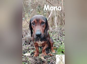 Mama Mona – sucht nicht irgendwen, sie sucht ihr Für-immer!