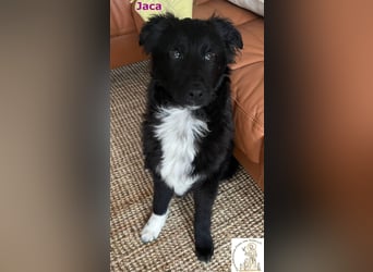 Jaca – unsere Herzensbrecherin♥️