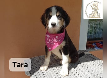 Tara – jemanden zum Bleiben finden, das wäre schön!