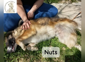 Nuts – manche Seelen tragen ihren Zauber ganz leise!