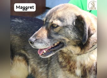 Maggret – ruhig, feinfühlig, zauberhaft und ein bisschen Magie auf vier Pfoten!