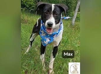 Max – seine zweite Chance auf ein wundervolles Leben!