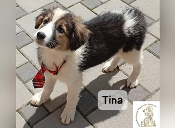 Tina – Manchmal braucht das Glück nur ein kleines Körbchen!