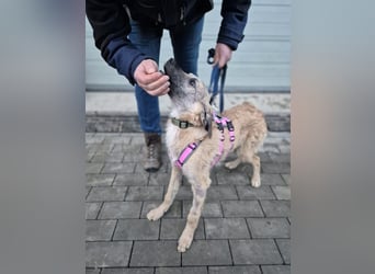 Zlatko – wo aus einem Welpen Familie wird!