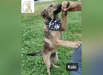 Koki – Wer Abenteuer sucht, sollte jetzt weiterlesen!