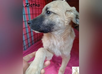 Zlatko – wo aus einem Welpen Familie wird!