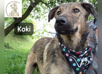 Koki – Wer Abenteuer sucht, sollte jetzt weiterlesen!
